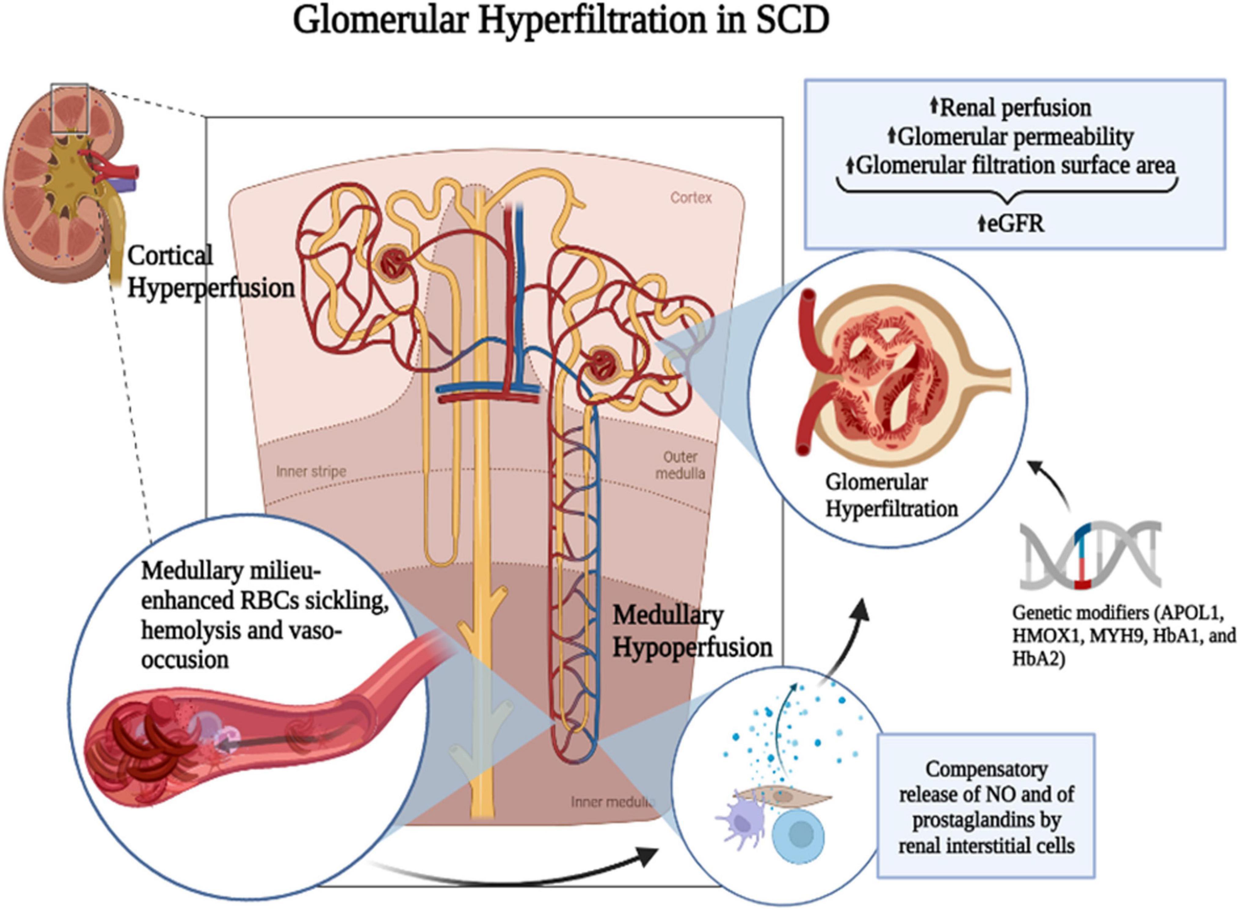 What Is The Average Glomerular Filtration Rate Gfr