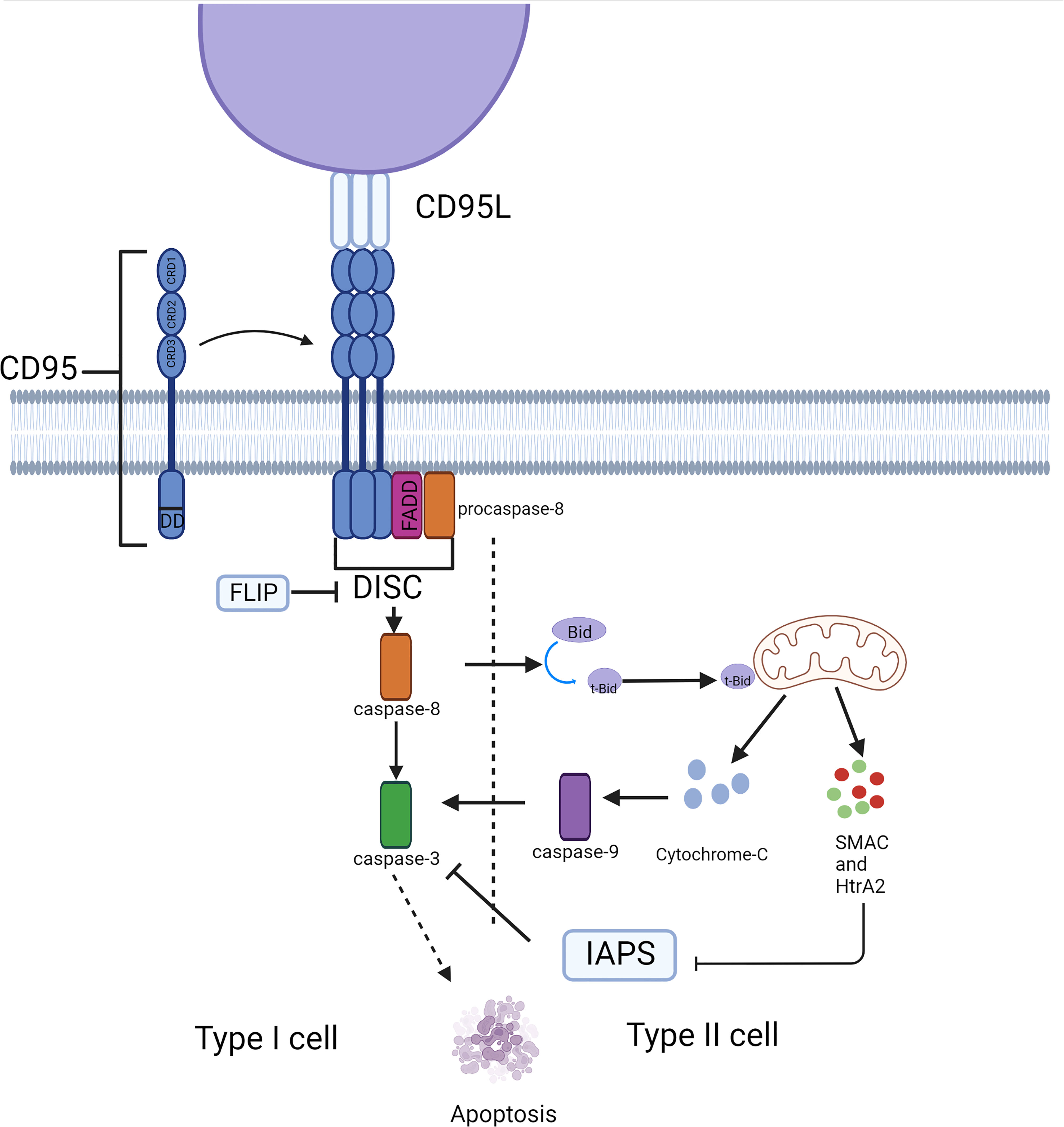 Therapeutic Approaches Targeting CD95L CD95 Signaling In 45 OFF