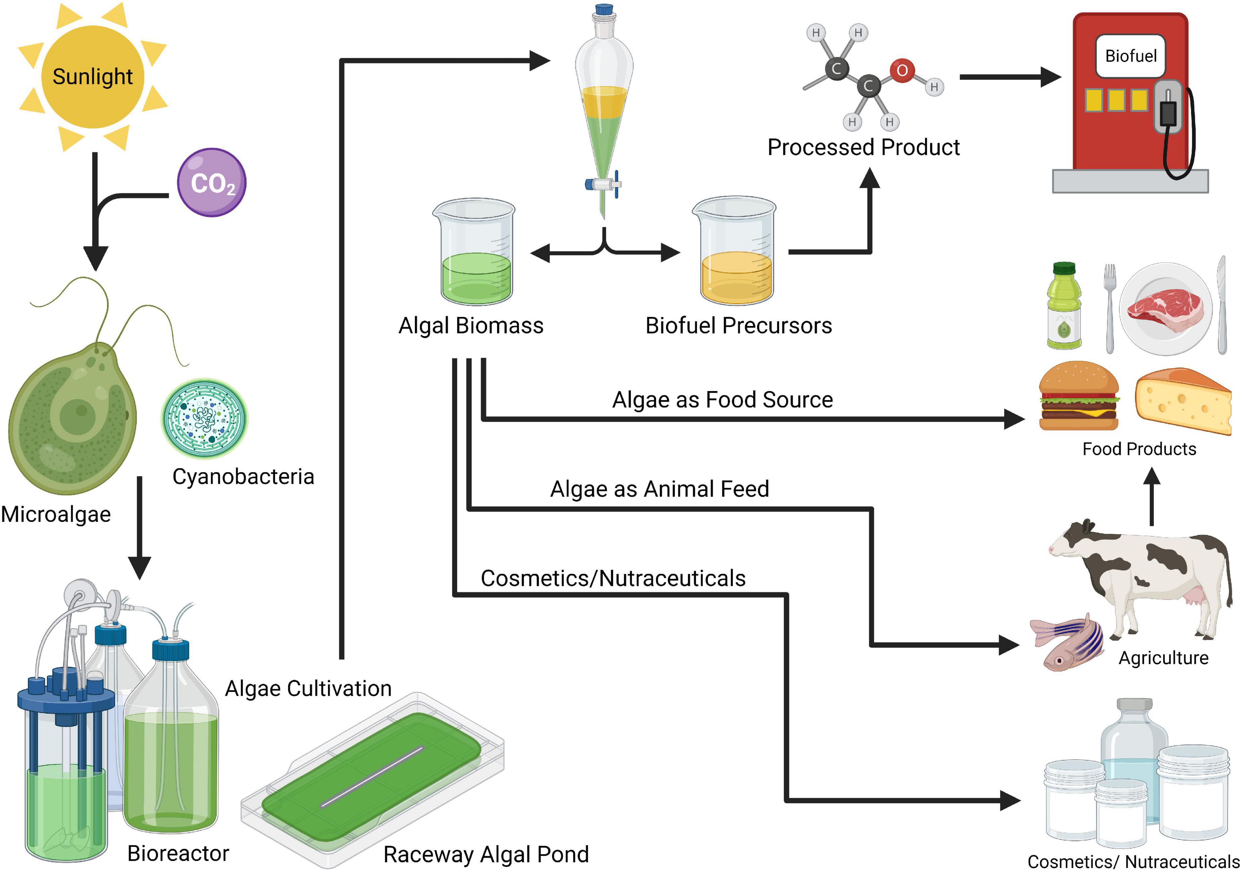 Frontiers | Developing algae as a sustainable food source