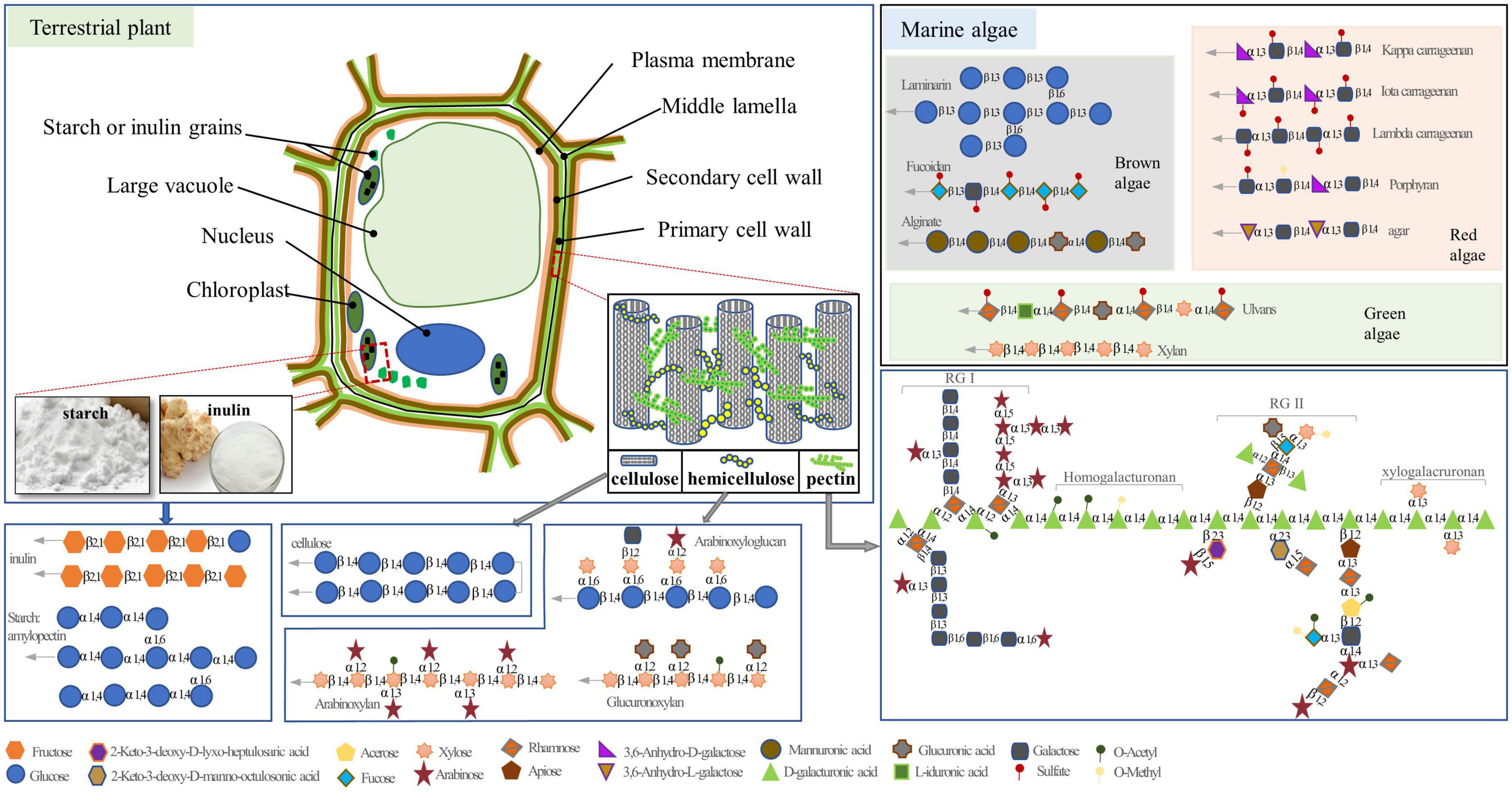 Frontiers Polysaccharides Influence Human Health Via Microbiota 
