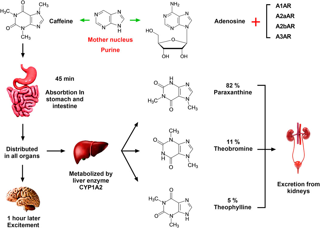 Frontiers Caffeine In Liver Diseases Pharmacology And Toxicology