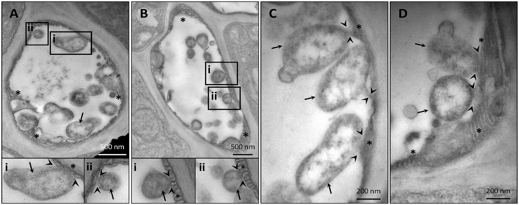 Candidatus Phytoplasma solani' interferes with the distribution and uptake  of iron in tomato, BMC Genomics