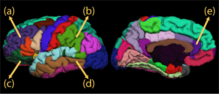 bilingual brain vs monolingual brain bilingual brain vs monolingual brain