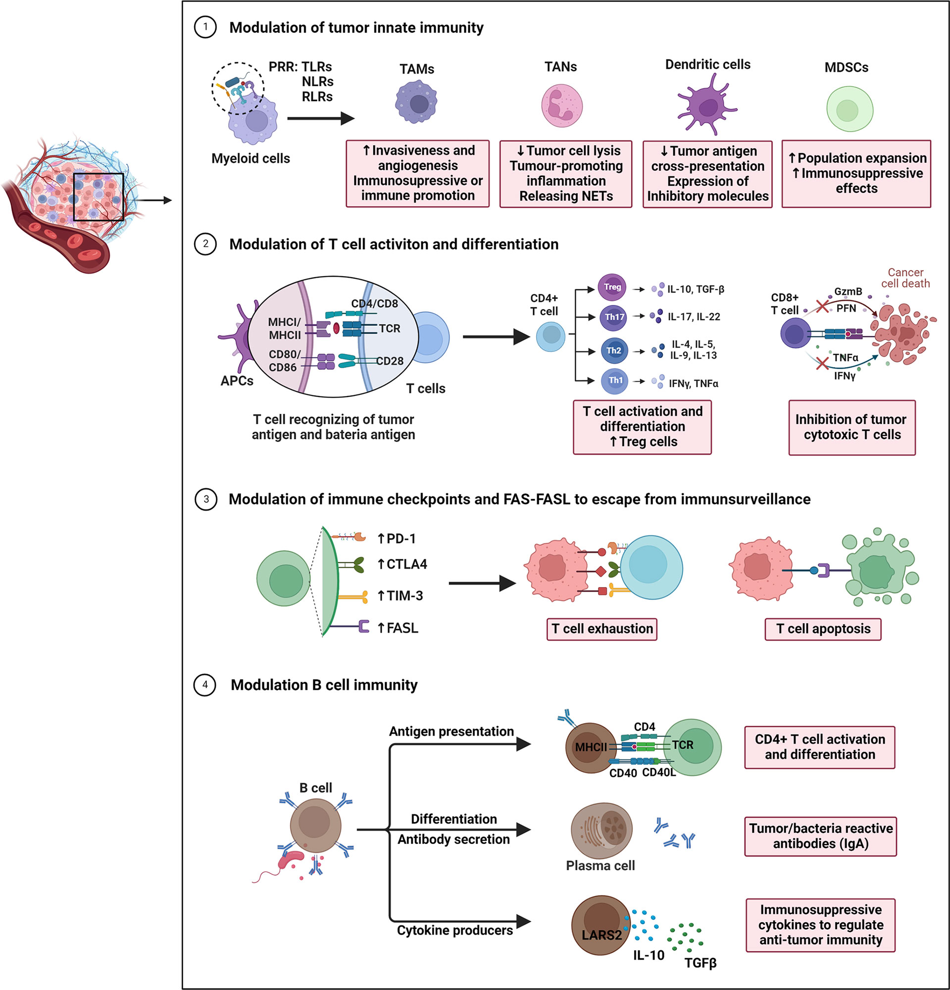 Involvement of sulfate groups in the immune cross-reactivity between