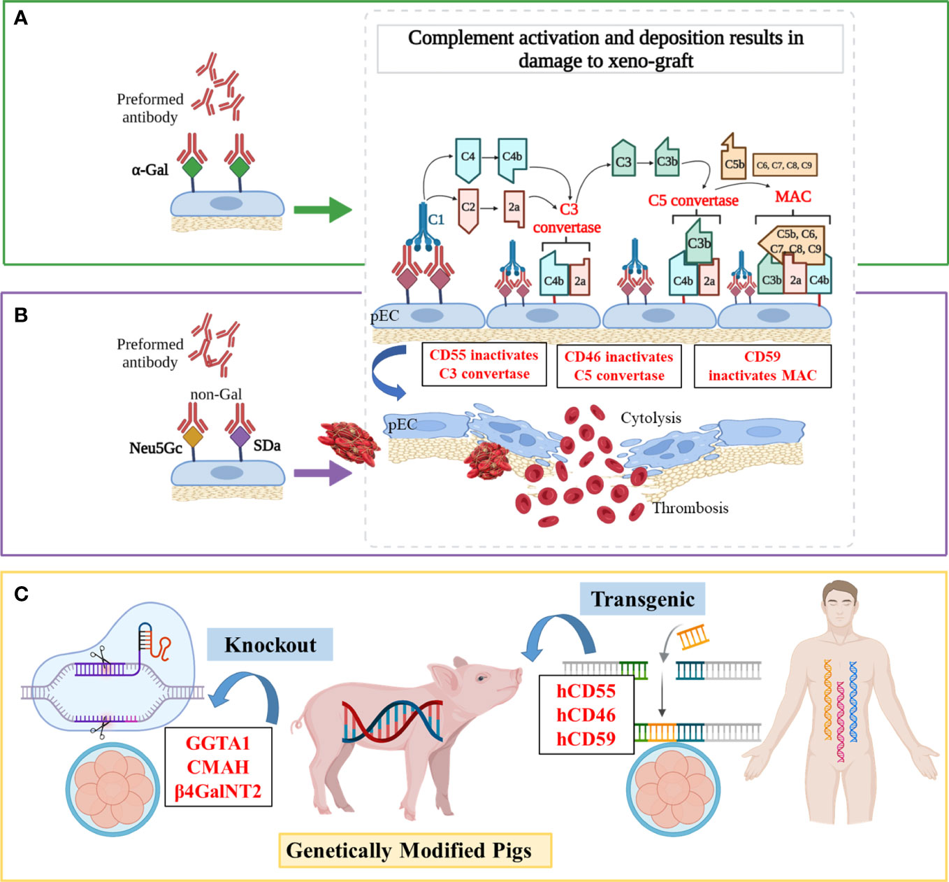 Frontiers | Genetic engineering of pigs for xenotransplantation to overcome  immune rejection and physiological incompatibilities: The first clinical  steps