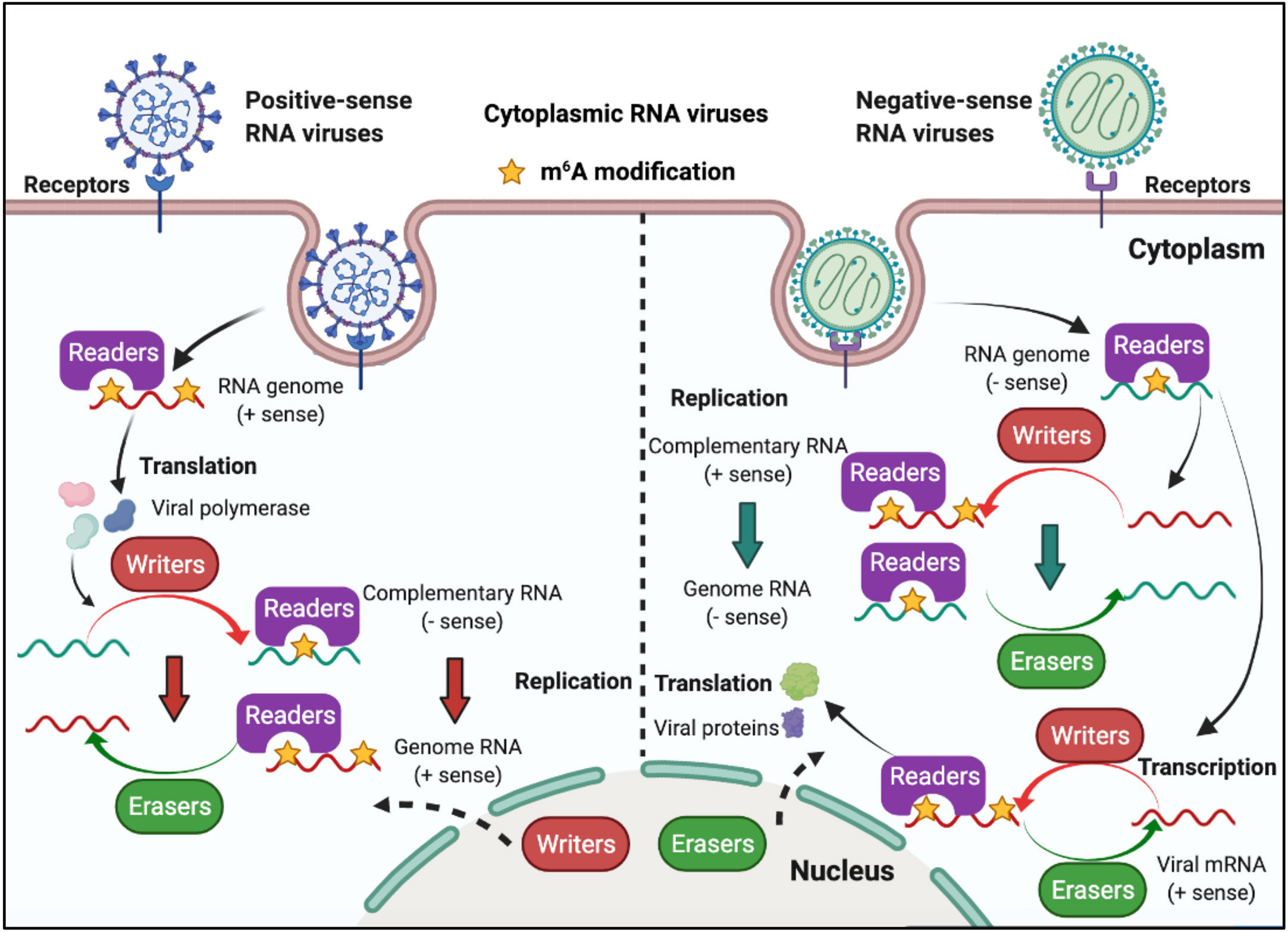 Frontiers  EBV Exploits RNA m6A Modification to Promote Cell Survival and  Progeny Virus Production During Lytic Cycle
