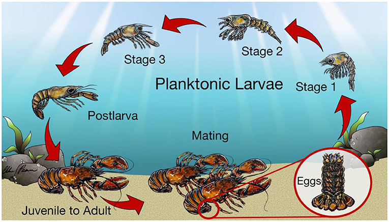 Figure 1 - The life cycle of an American lobster.