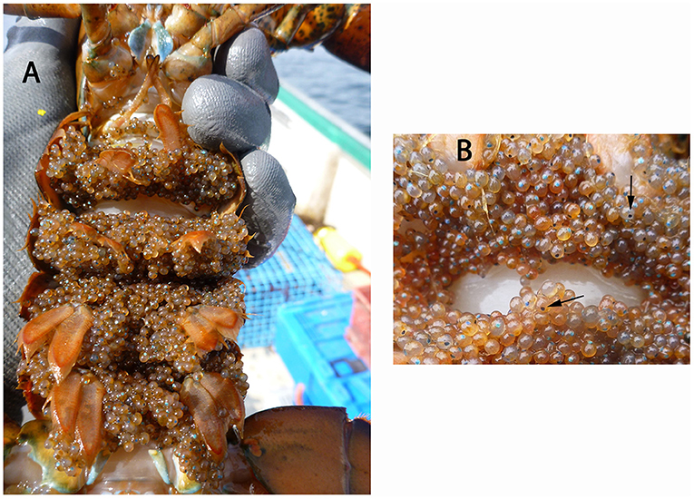 Figure 2 - (A) Eggs cemented to the abdomen of a female lobster.