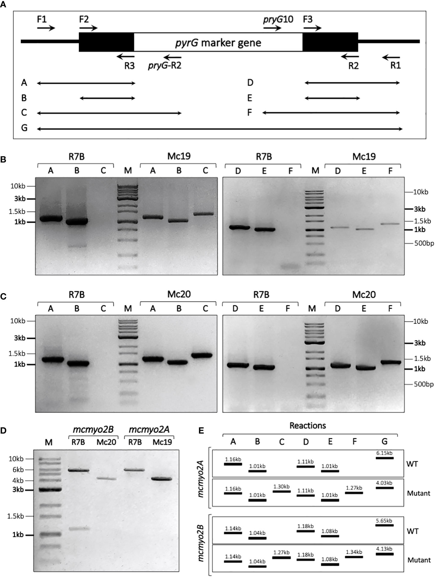 Frontiers Myosin-II proteins are involved in the growth, morphogenesis, and virulence of the human pathogenic fungus Mucor circinelloides