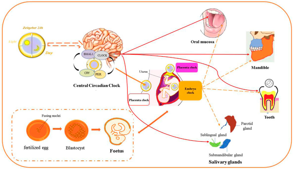 Frontiers | Circadian clock—A promising scientific target in oral 