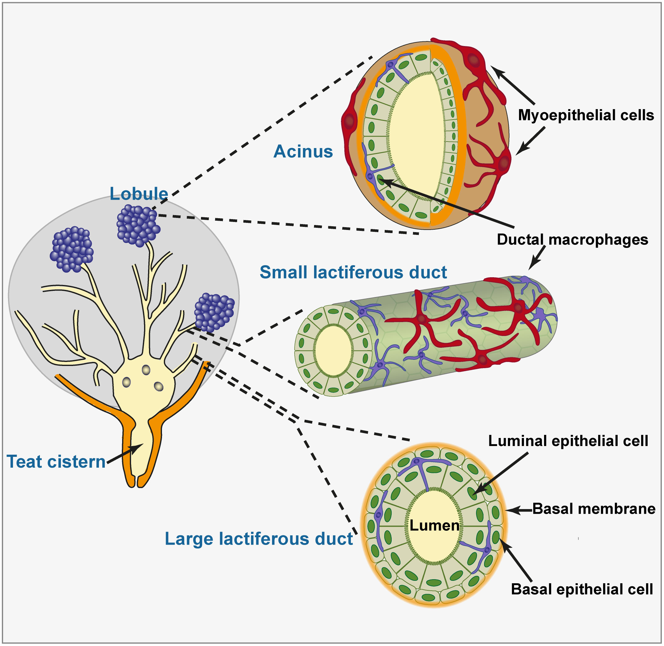 The Mammary Glands - Medika Life :: Understanding Human Anatomy