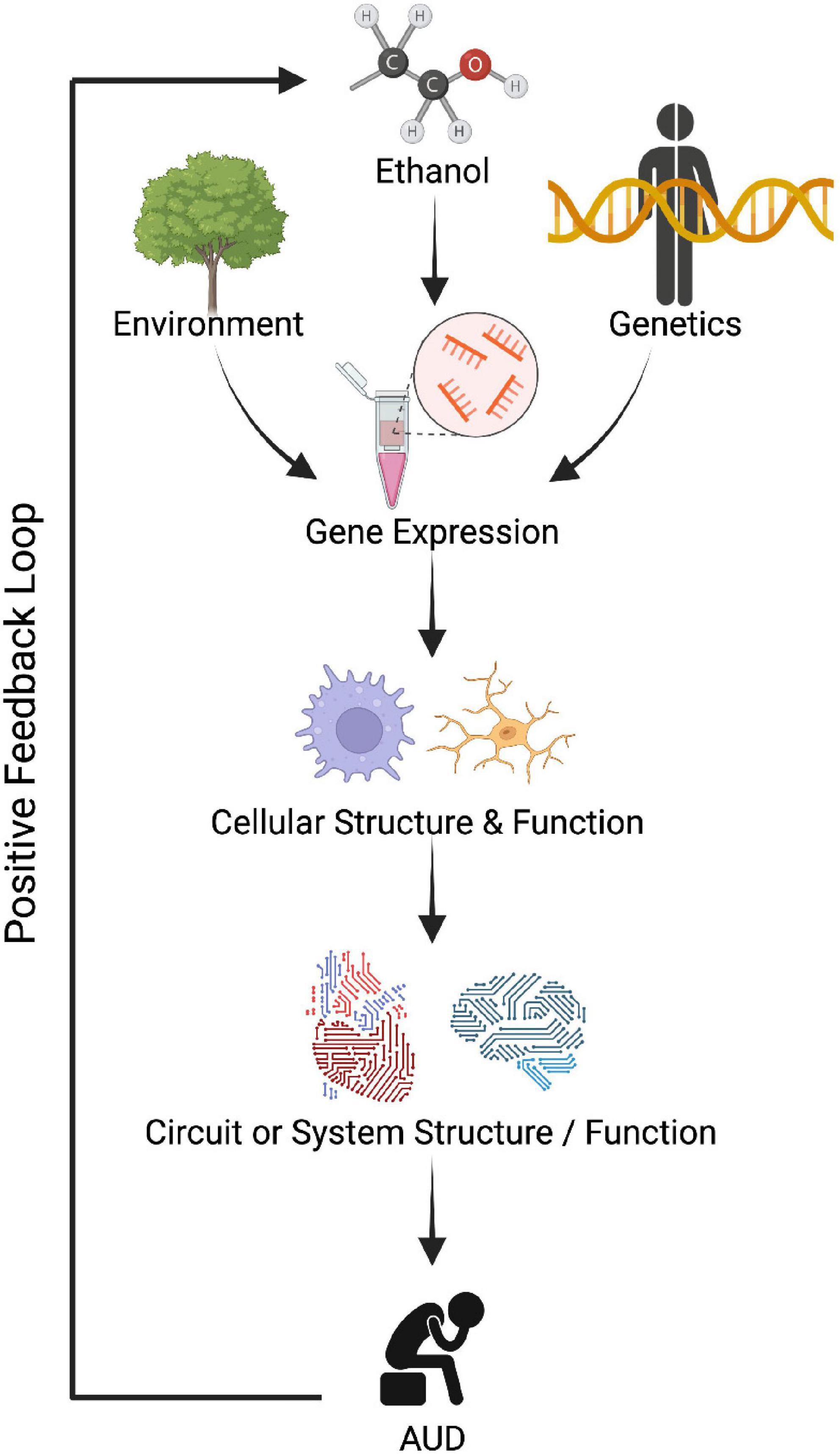 Frontiers  RNA biomarkers for alcohol use disorder