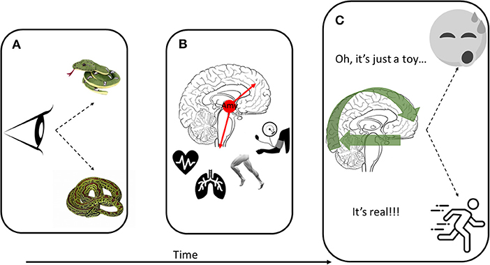 Figure 2 - (A) Your eyes detect something that might be a threat and that visual information is sent to the brain.