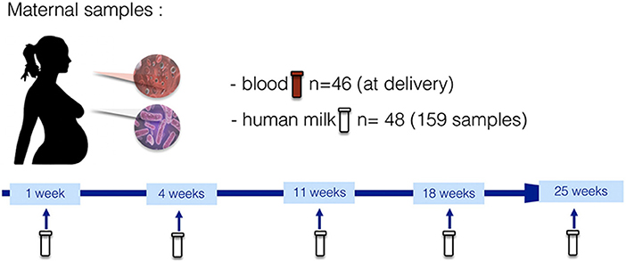 Descriptive analysis of ideal breast preferences (n = 135