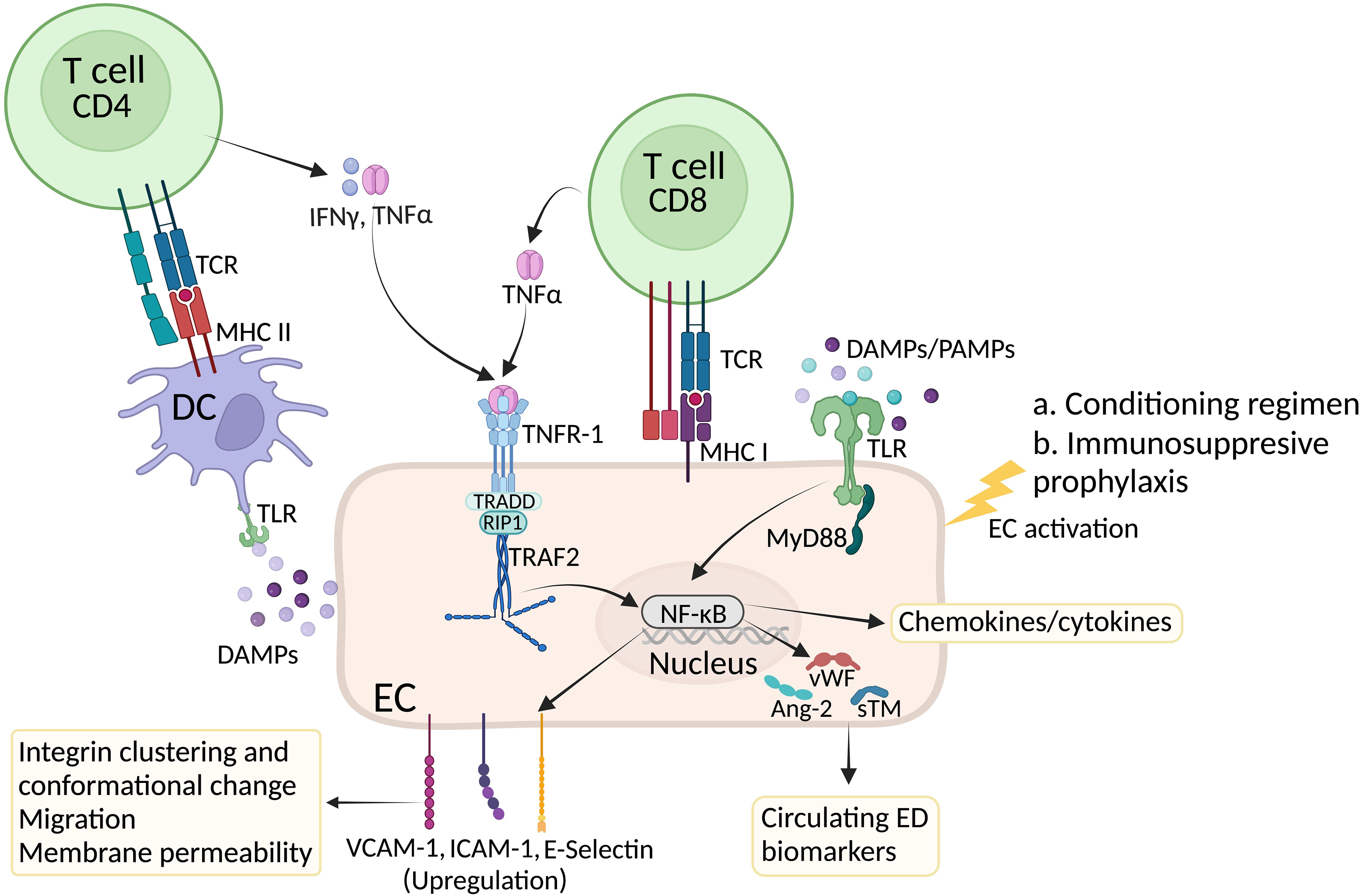 Frontiers Role of endothelial cells in graftversushost disease
