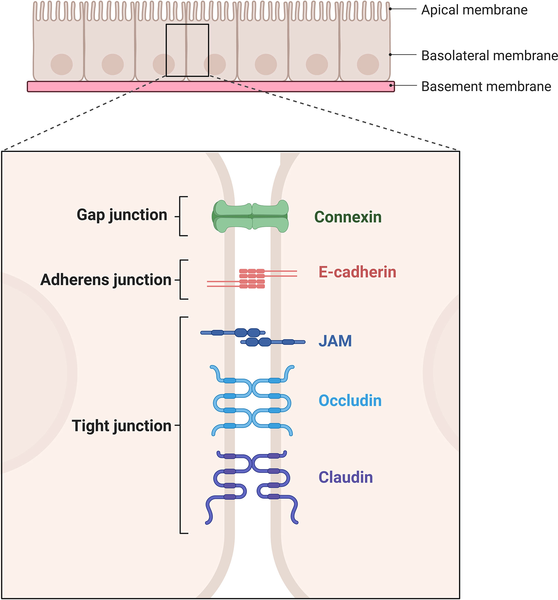 Frontiers Role of endothelial cells in graftversushost disease