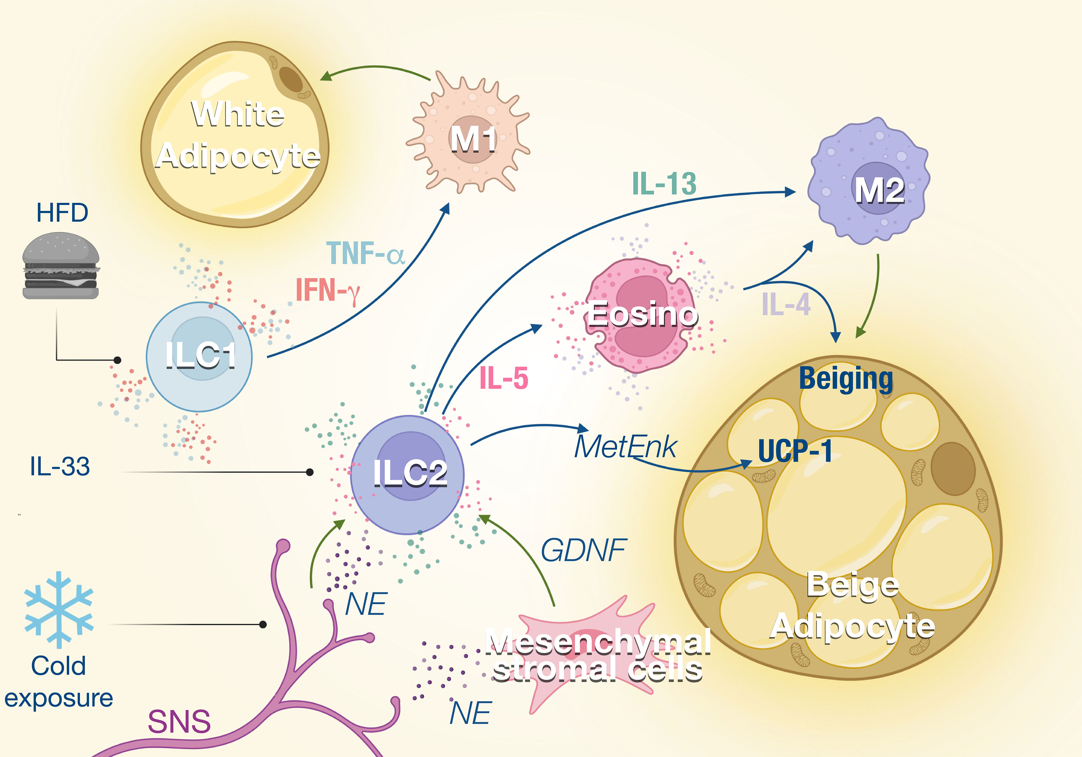 Frontiers  Neuroimmune Interactions and Rhythmic Regulation of Innate  Lymphoid Cells