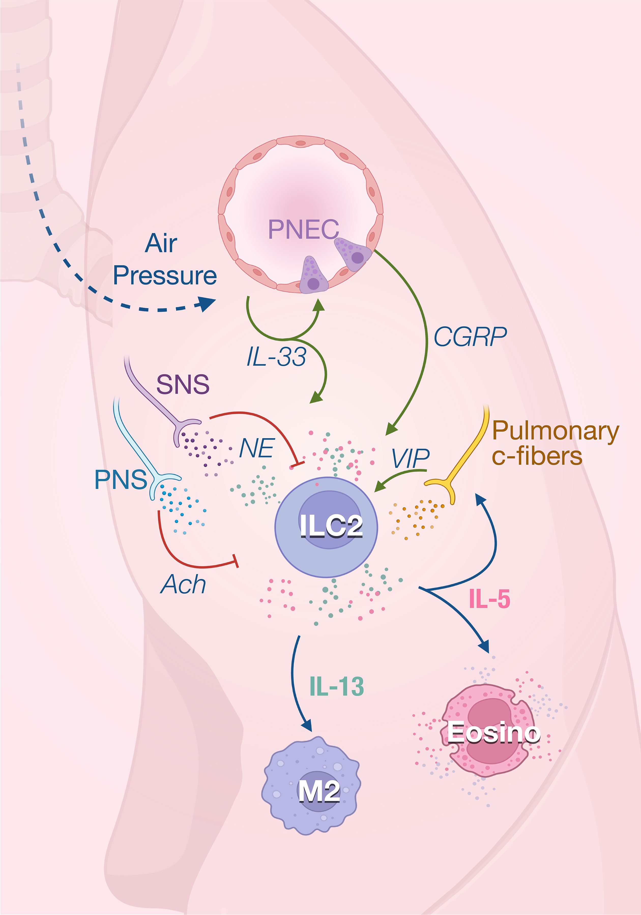 Frontiers  Neuroimmune Interactions and Rhythmic Regulation of Innate  Lymphoid Cells