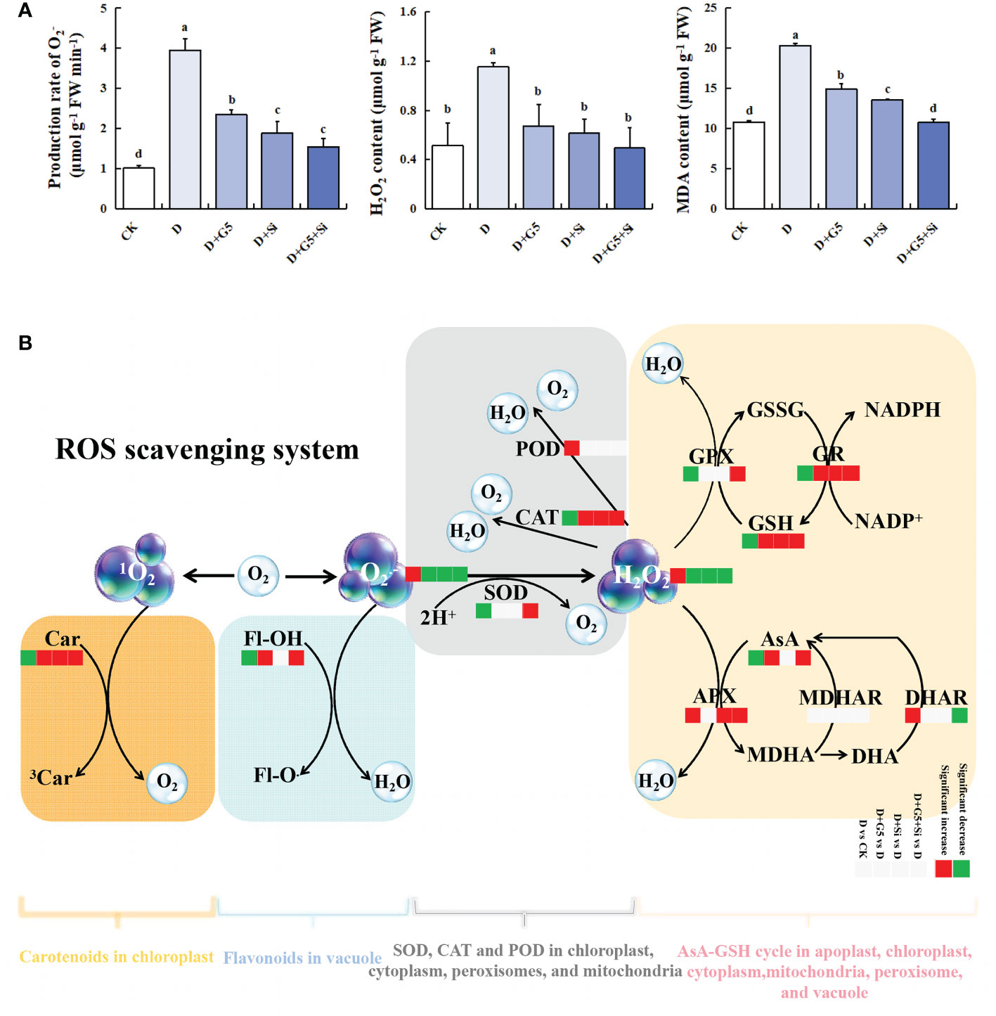 Frontiers | Comprehensive physiological, transcriptomic, and