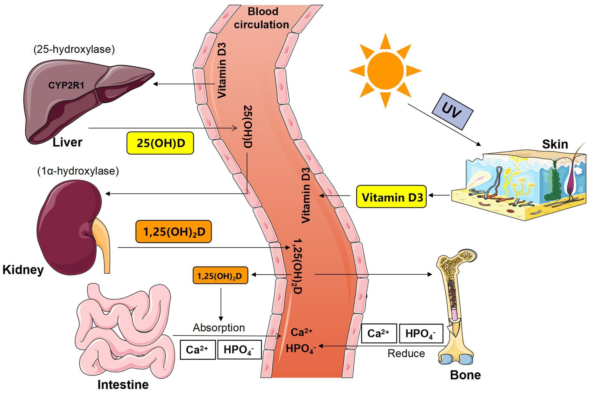Frontiers Gut Microbiota And Calcium Balance