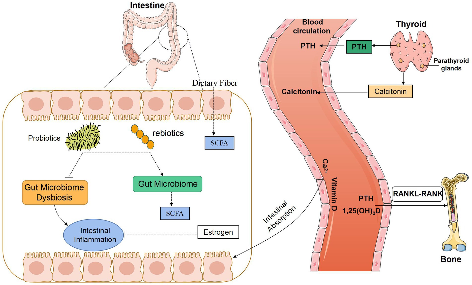 Frontiers Gut microbiota and calcium balance