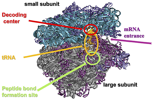 Figure 3 - The structure of the ribosome.