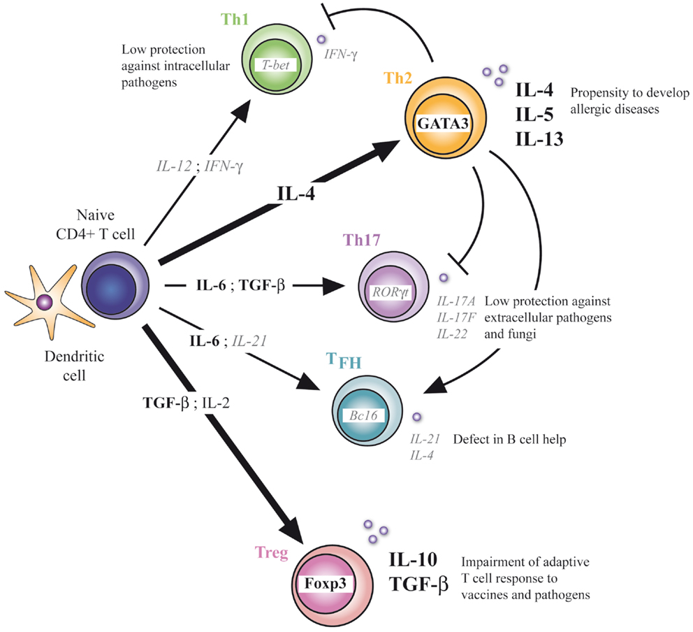 Frontiers | Unbalanced Neonatal CD4+ T-Cell Immunity | Immunology