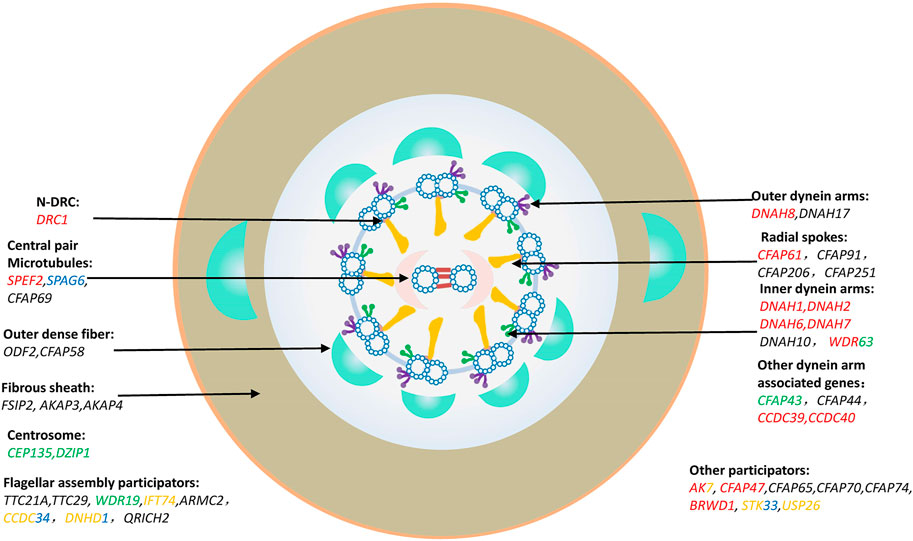 algal flagella structure