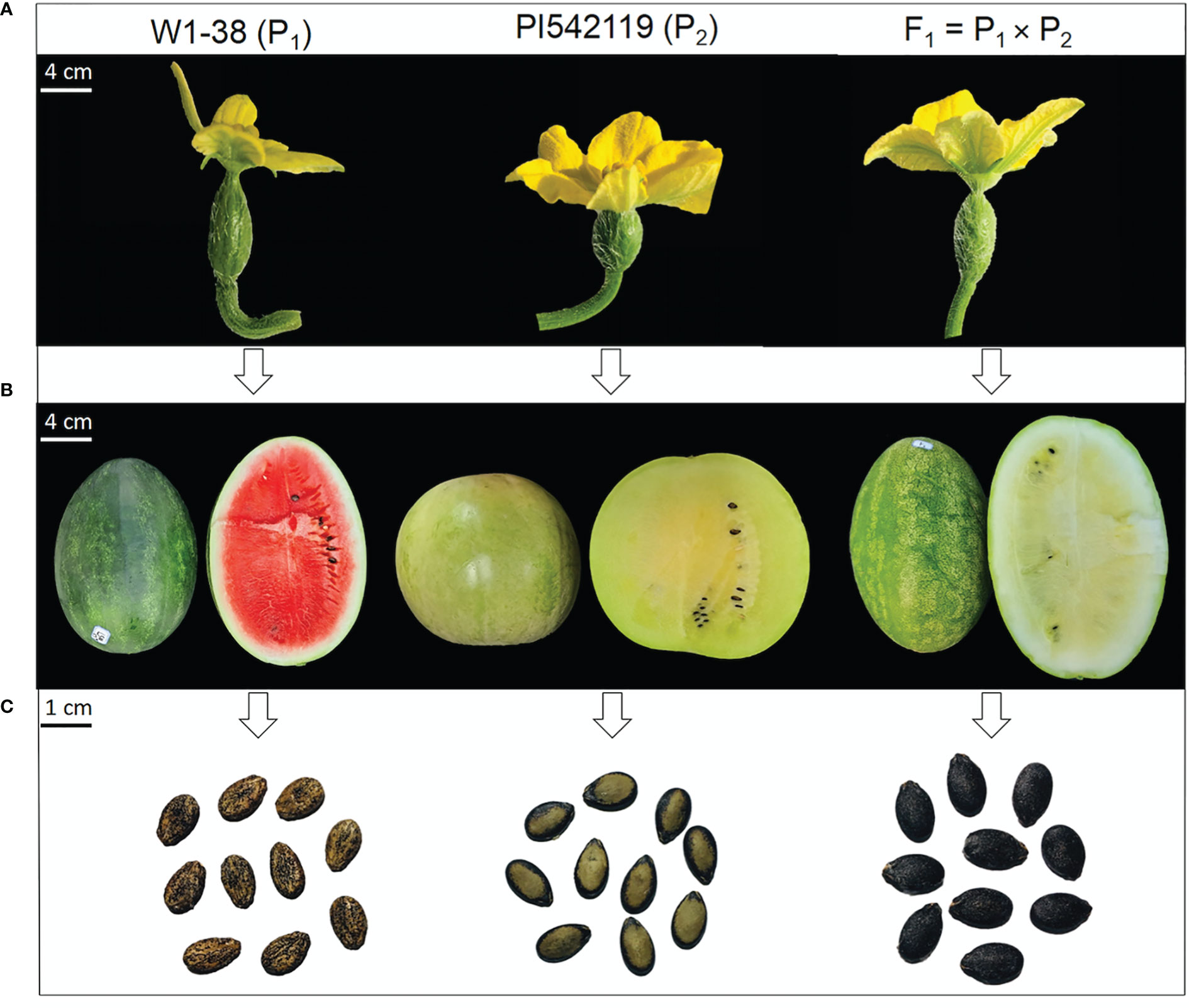 Watermelon Seed Oil (Citrullus Vulgaris)