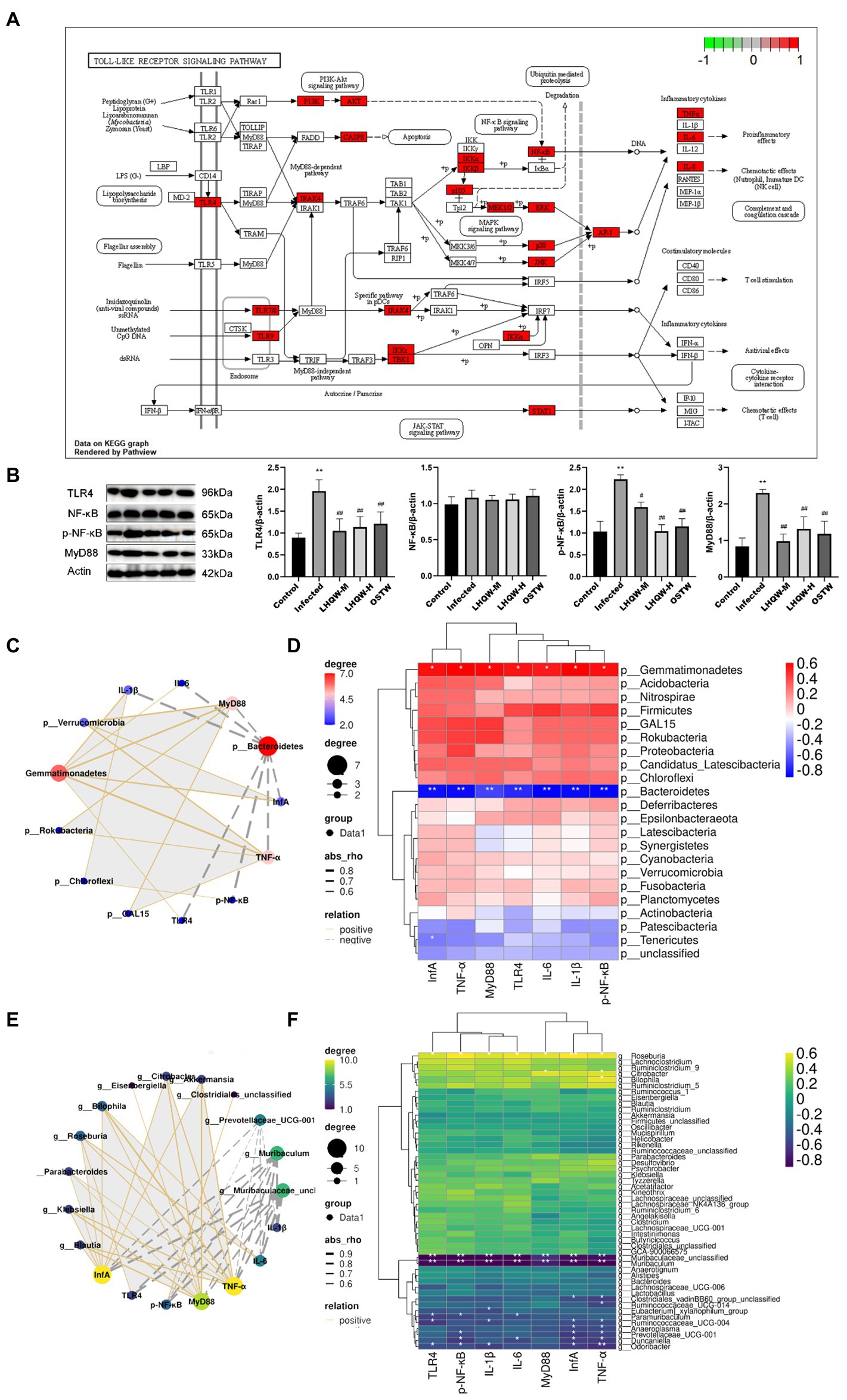 Frontiers | Intestinal microbiota analysis and network