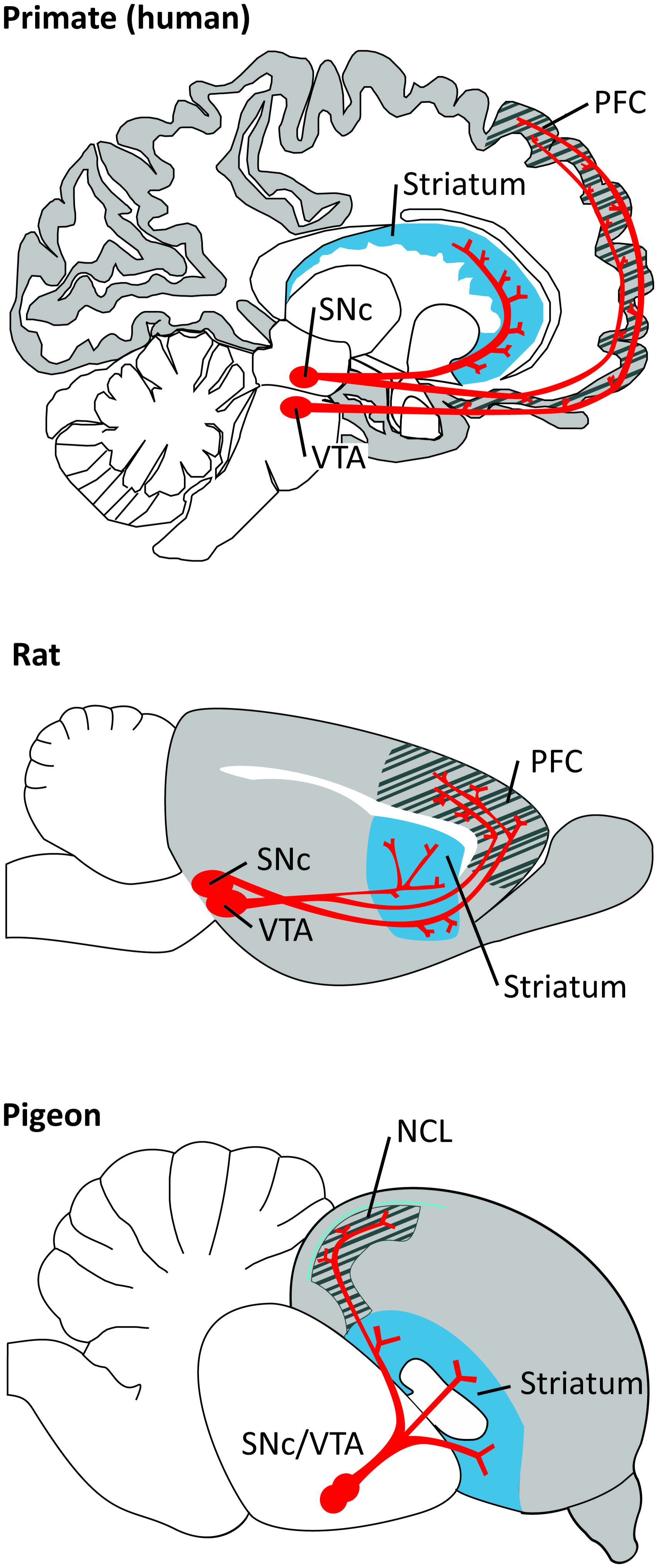 Full article: Anxiolytic effects of theaflavins via dopaminergic activation  in the frontal cortex