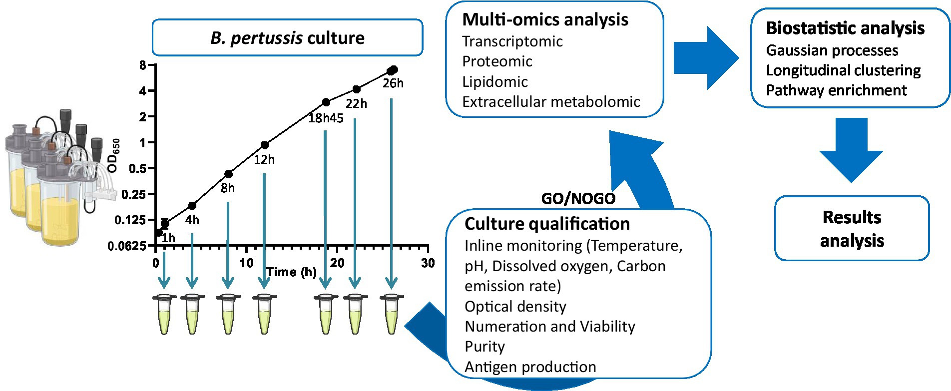 Frontiers  Deep longitudinal multi-omics analysis of Bordetella pertussis  cultivated in bioreactors highlights medium starvations and transitory  metabolisms, associated to vaccine antigen biosynthesis variations and  global virulence regulation