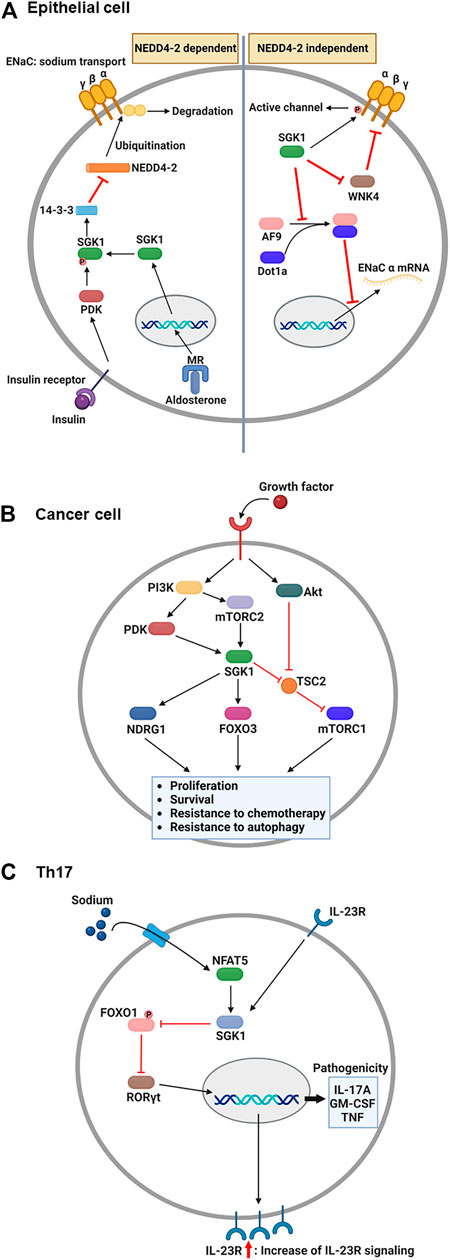 Frontiers  Serum and glucocorticoid-regulated kinase 1: Structure