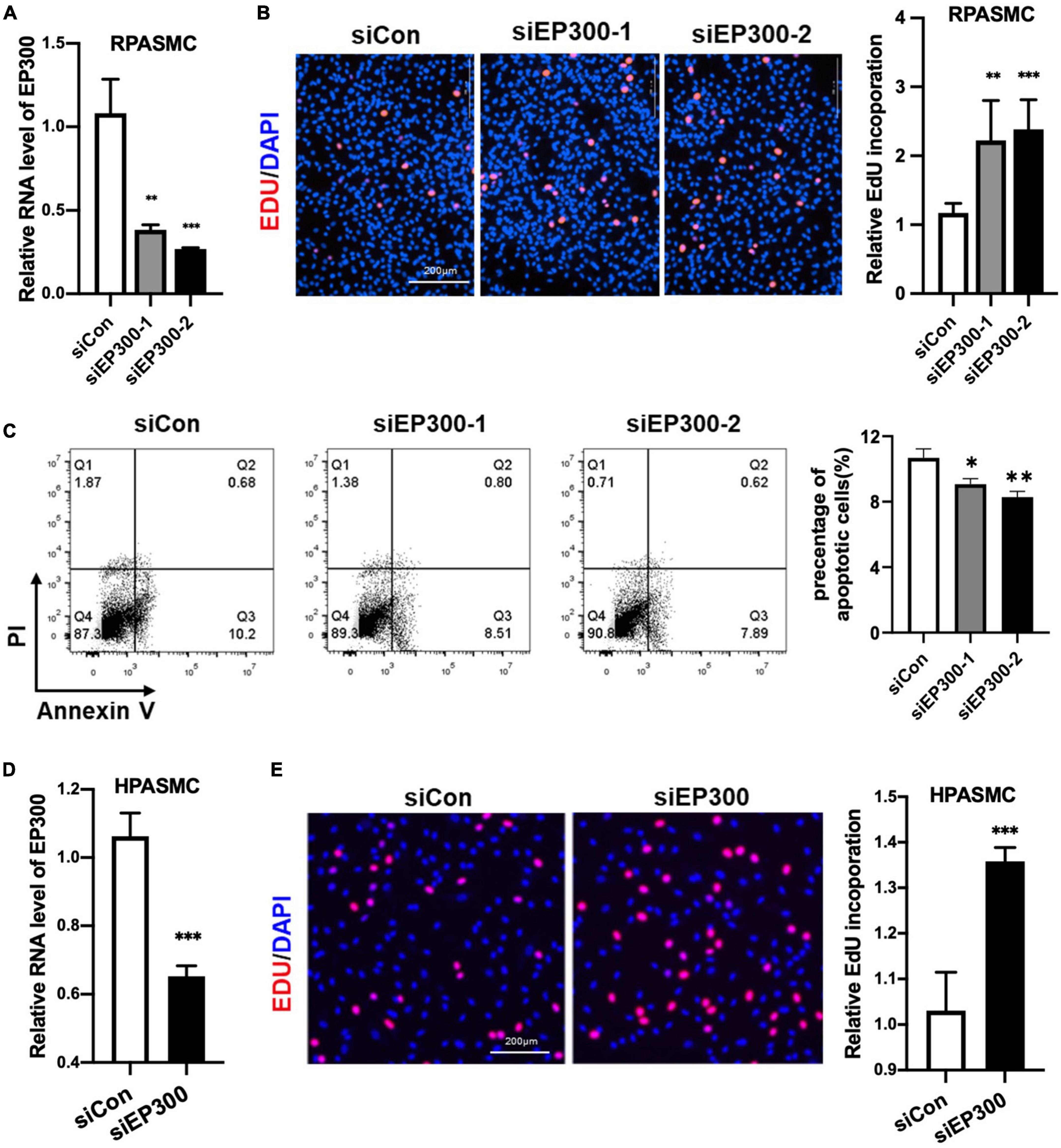 Chemical and genetic rescue of an ep300 knockdown model for