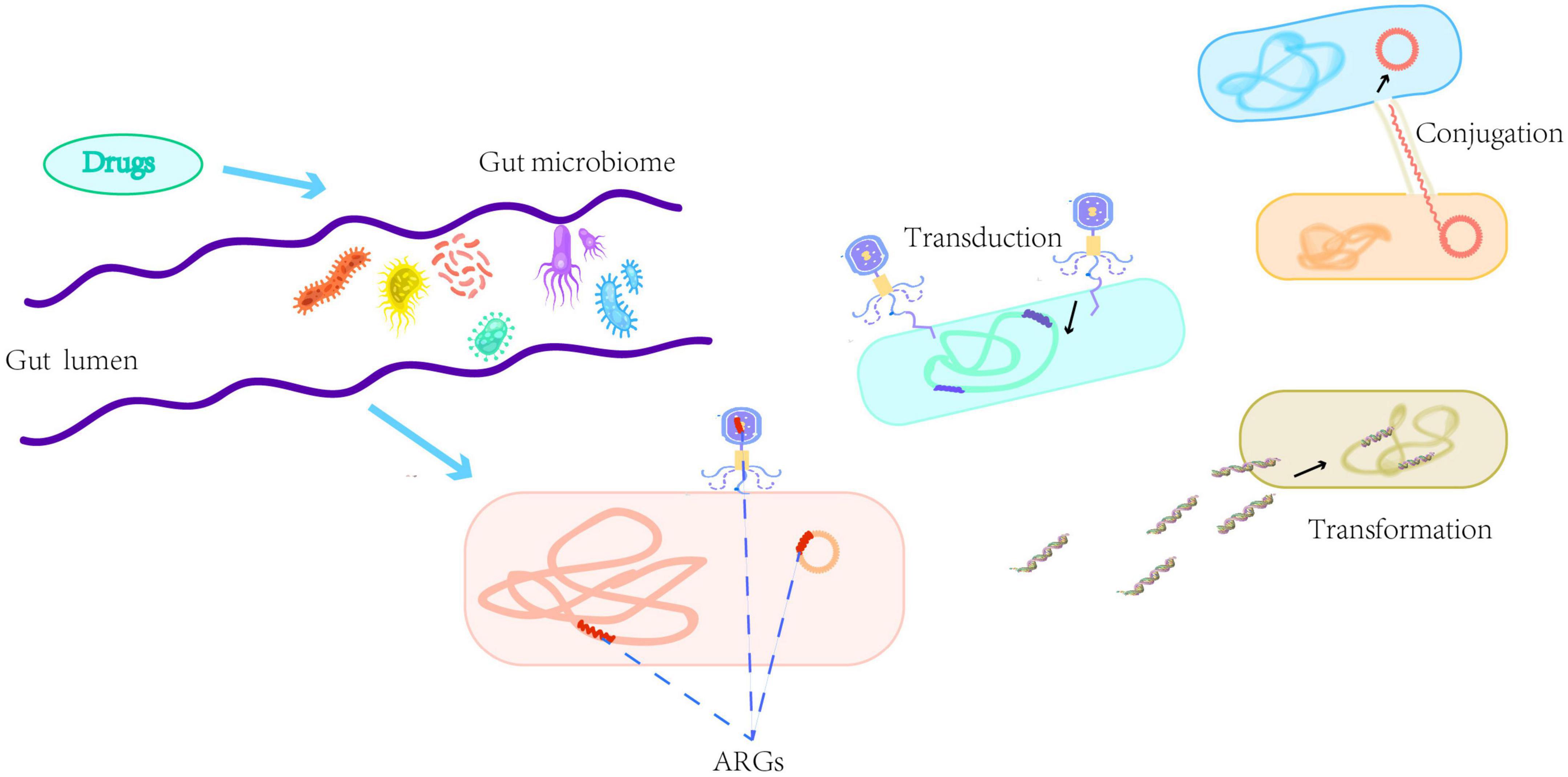 Frontiers A novel therapeutic concern Antibiotic resistance genes in