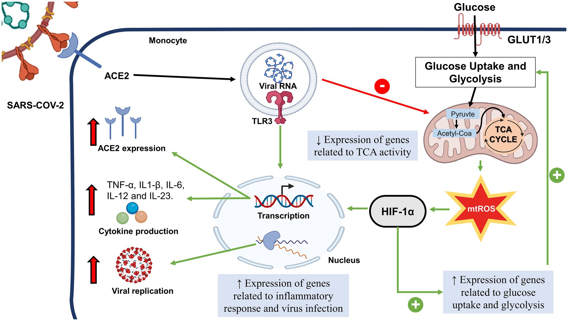 Comorbidity-associated glutamine deficiency is a predisposition to severe  COVID-19