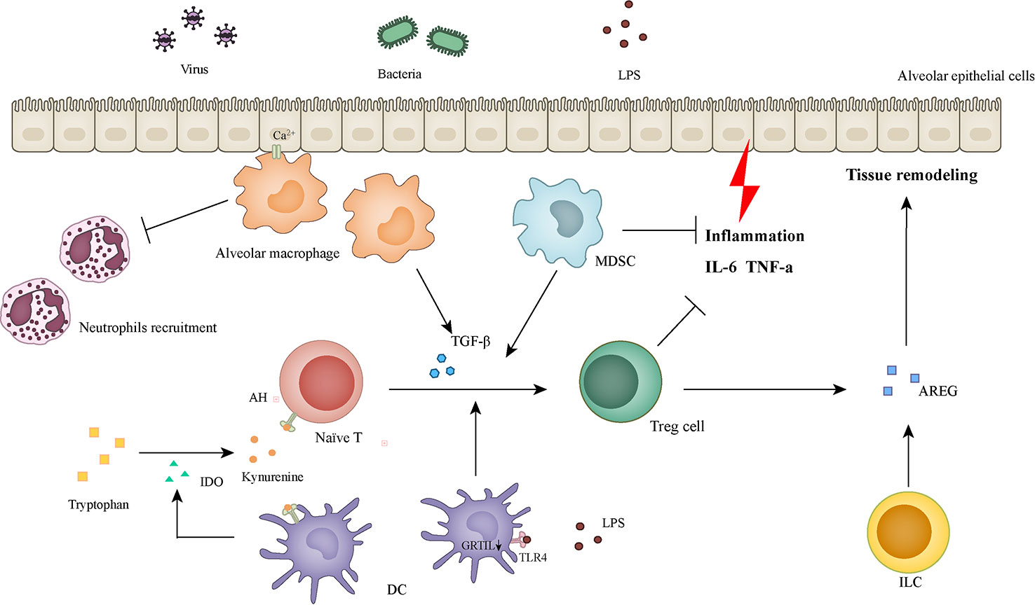 Extra high superoxide dismutase in host tissue is associated with