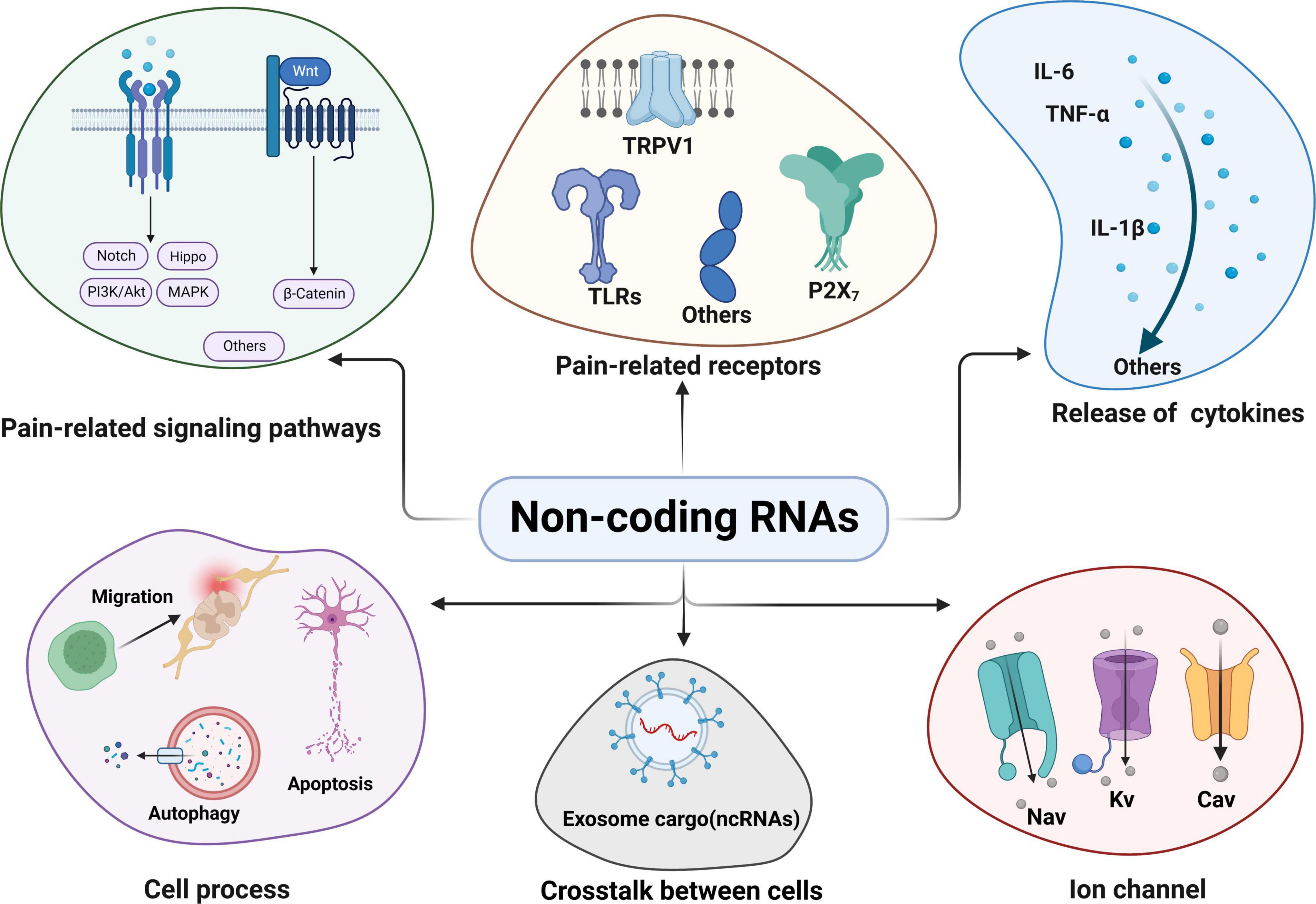 Frontiers | The emerging power and promise of non-coding RNAs in Frontiers | The emerging power and promise of non-coding RNAs in