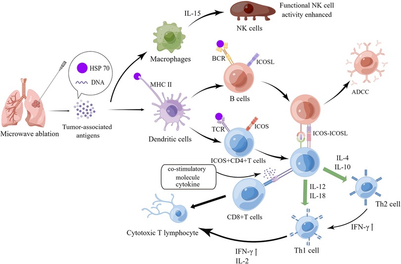 Frontiers | Recurrent lung adenocarcinoma benefits from microwave ...