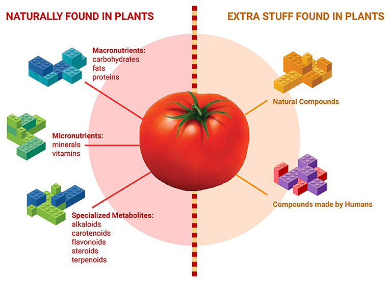 Figure 1 - What is in a tomato?