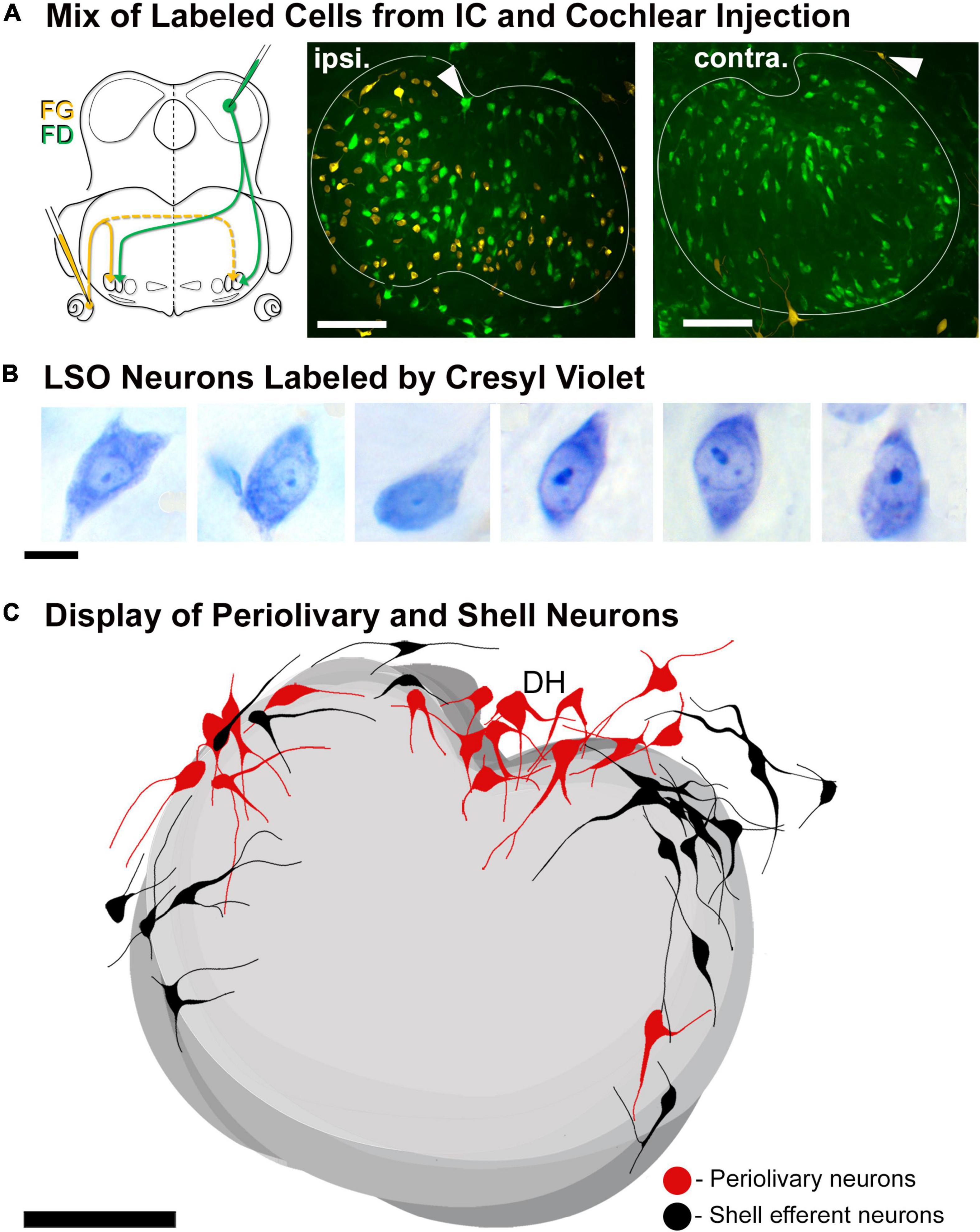 Frontiers The Lateral Superior Olive In The Mouse Two Systems Of Projecting Neurons