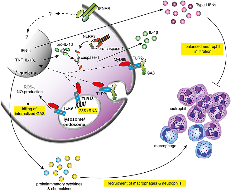 PDF) Streptococcus pyogenes evades adaptive immunity through