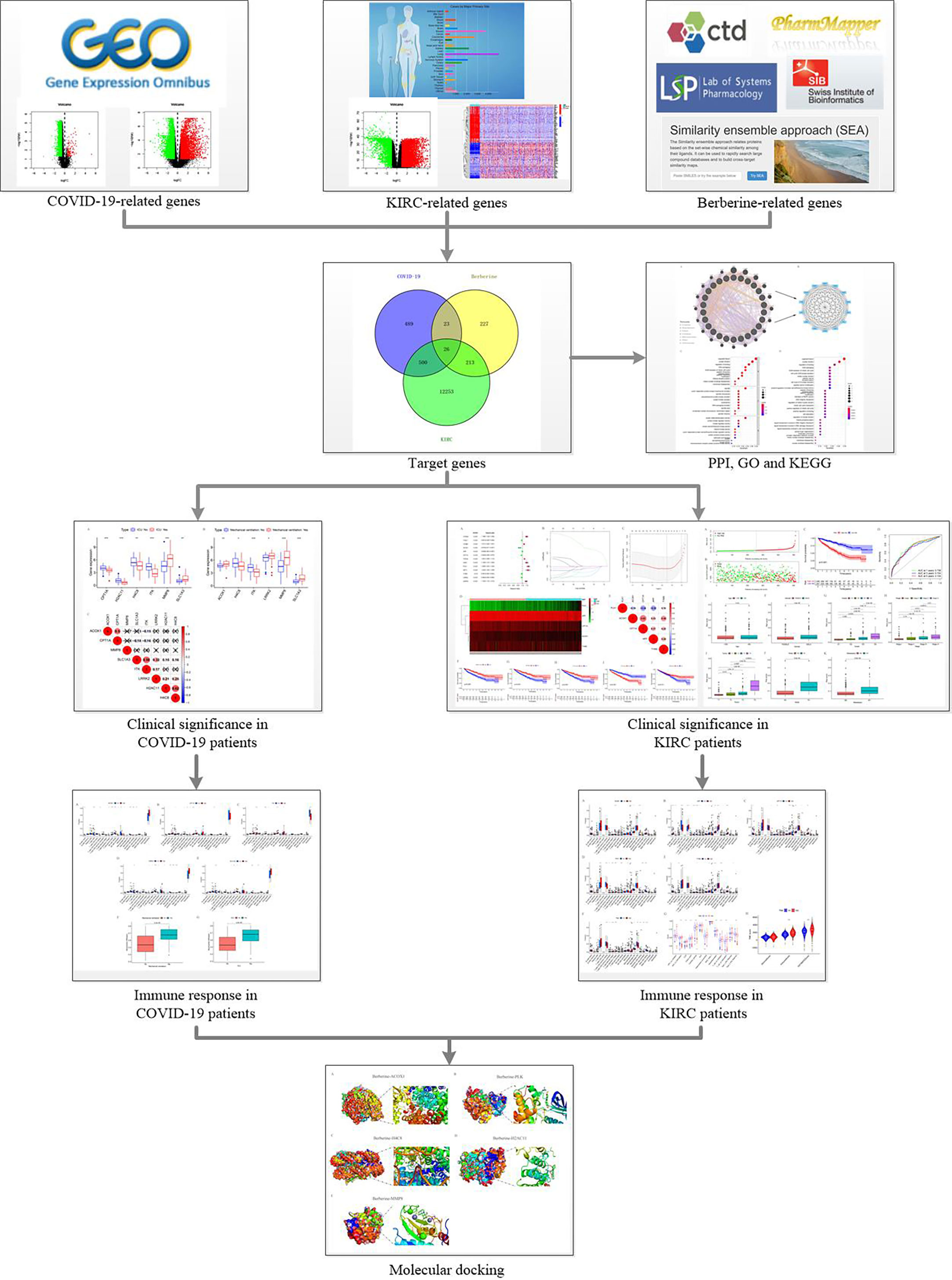 Frontiers | Identification of berberine as a potential therapeutic