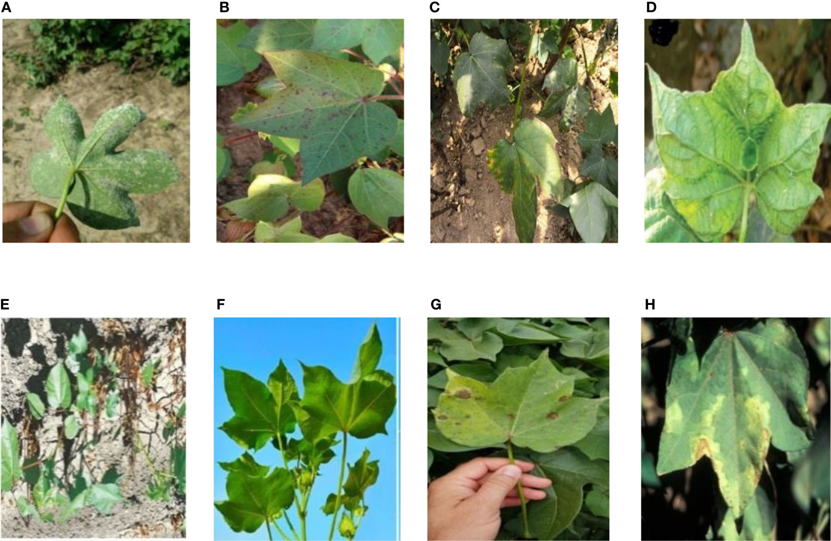 Silver Leaf  Plant Disease Diagnostics Clinic