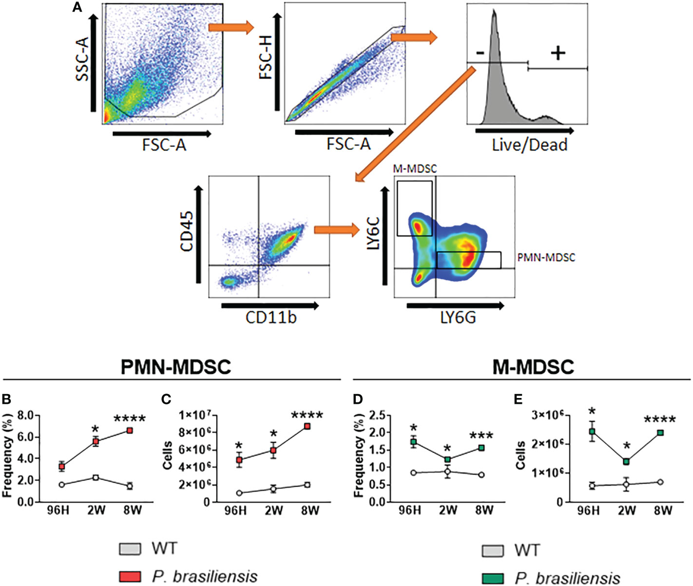 Polyamines from myeloid-derived suppressor cells promote Th17 polarization  and disease progression: Molecular Therapy