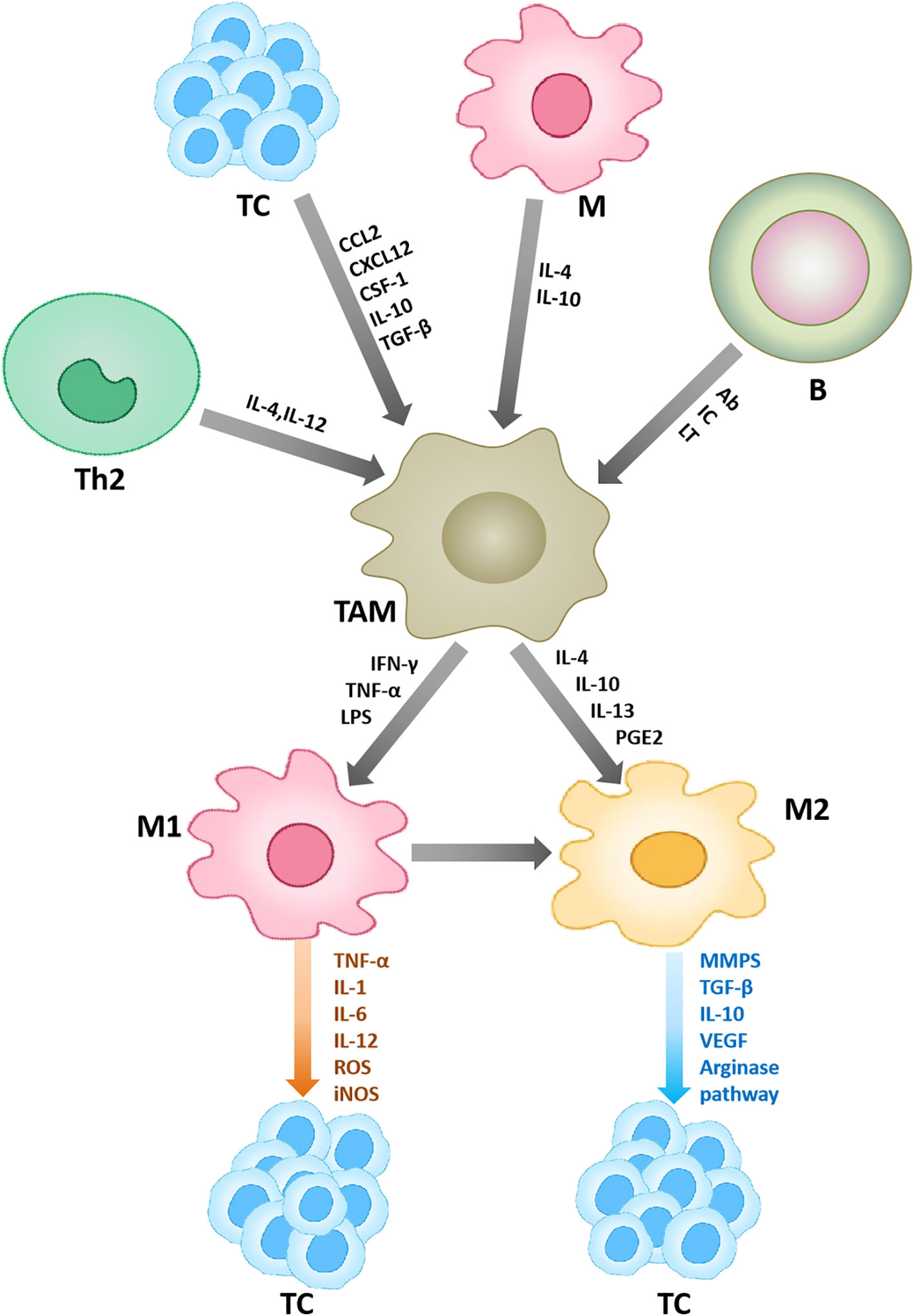 Frontiers  Inflammation and immune cell abnormalities in