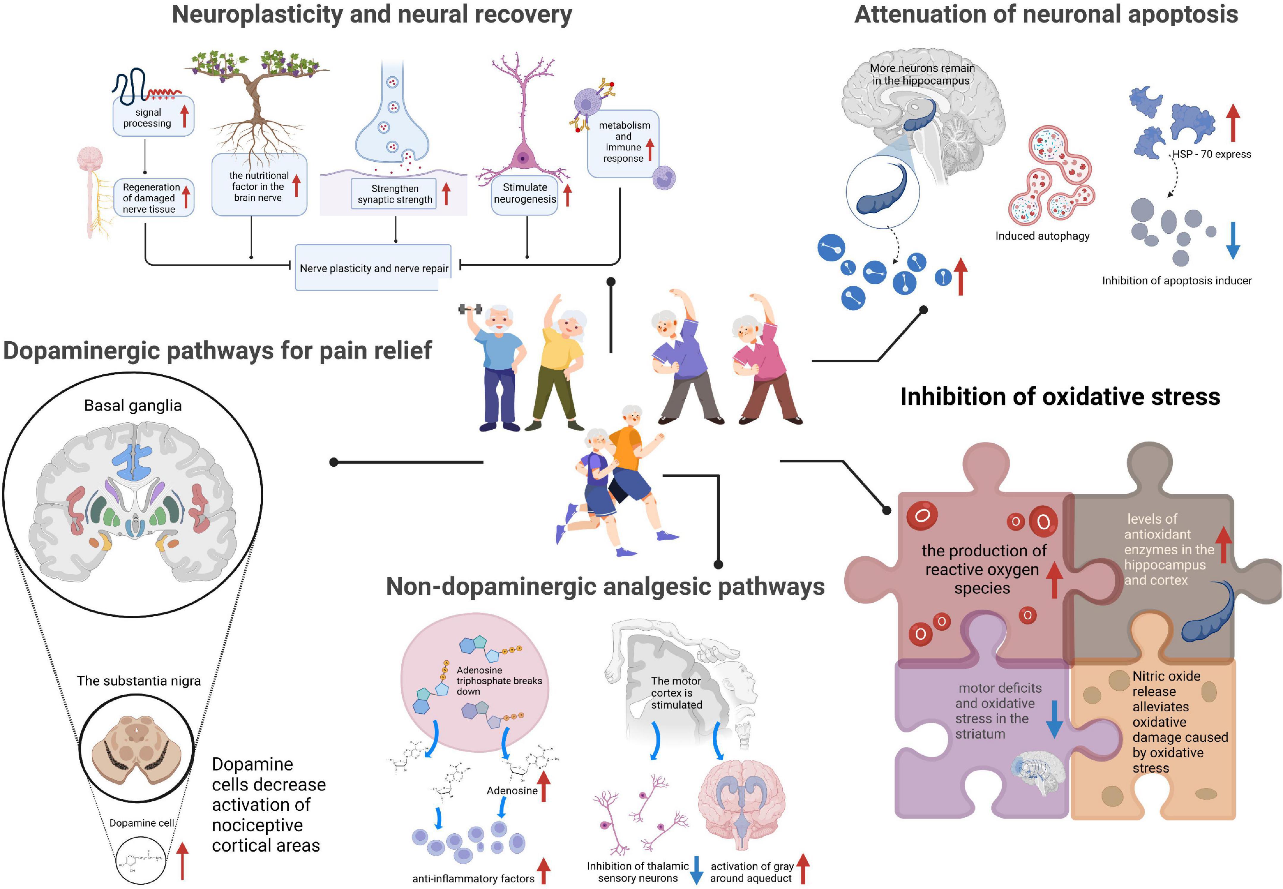Frontiers The Mechanism Of Exercise For Pain Management In Parkinson 