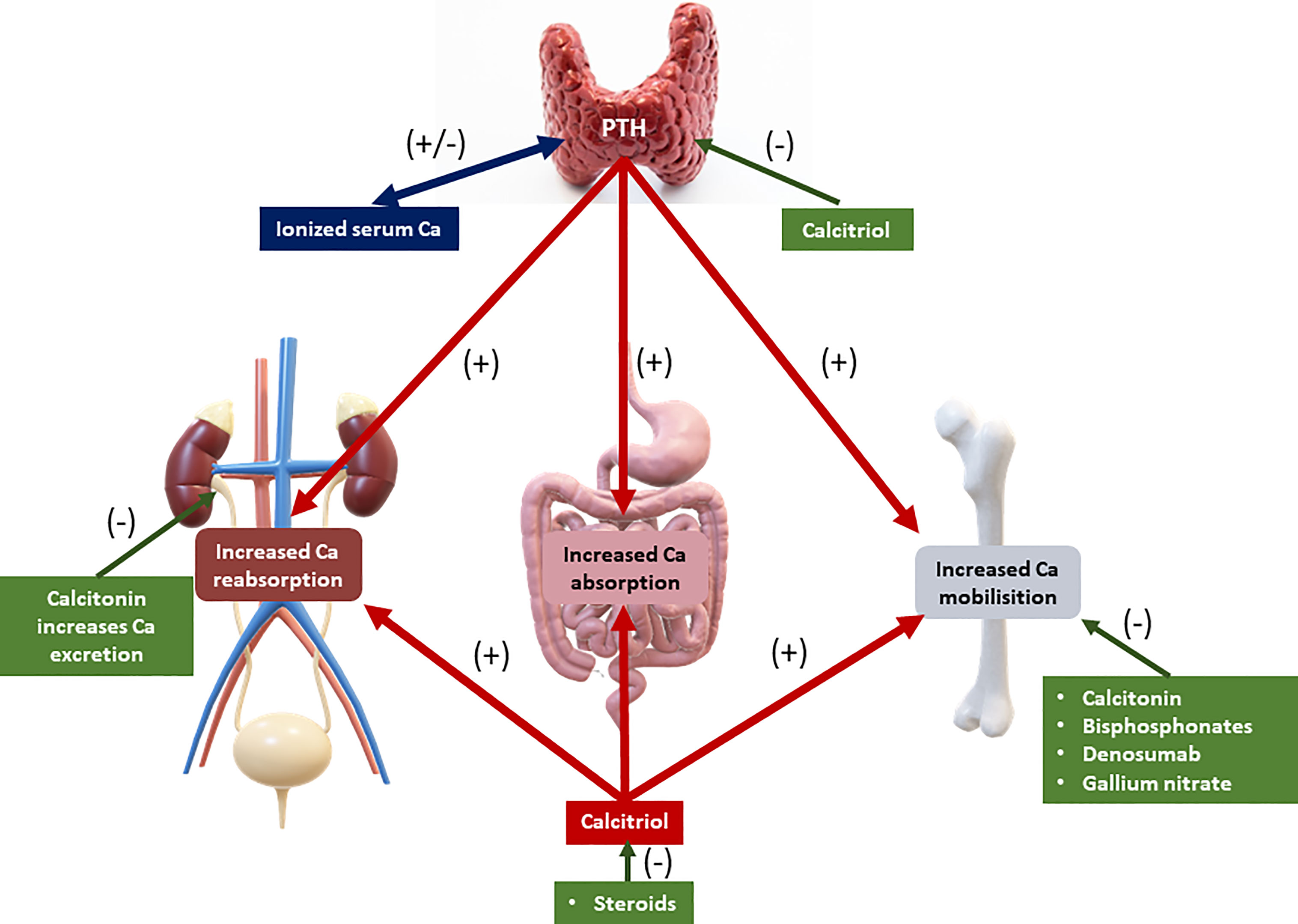 Hypoparathyroidism Signs Symptoms And Complications 49 OFF