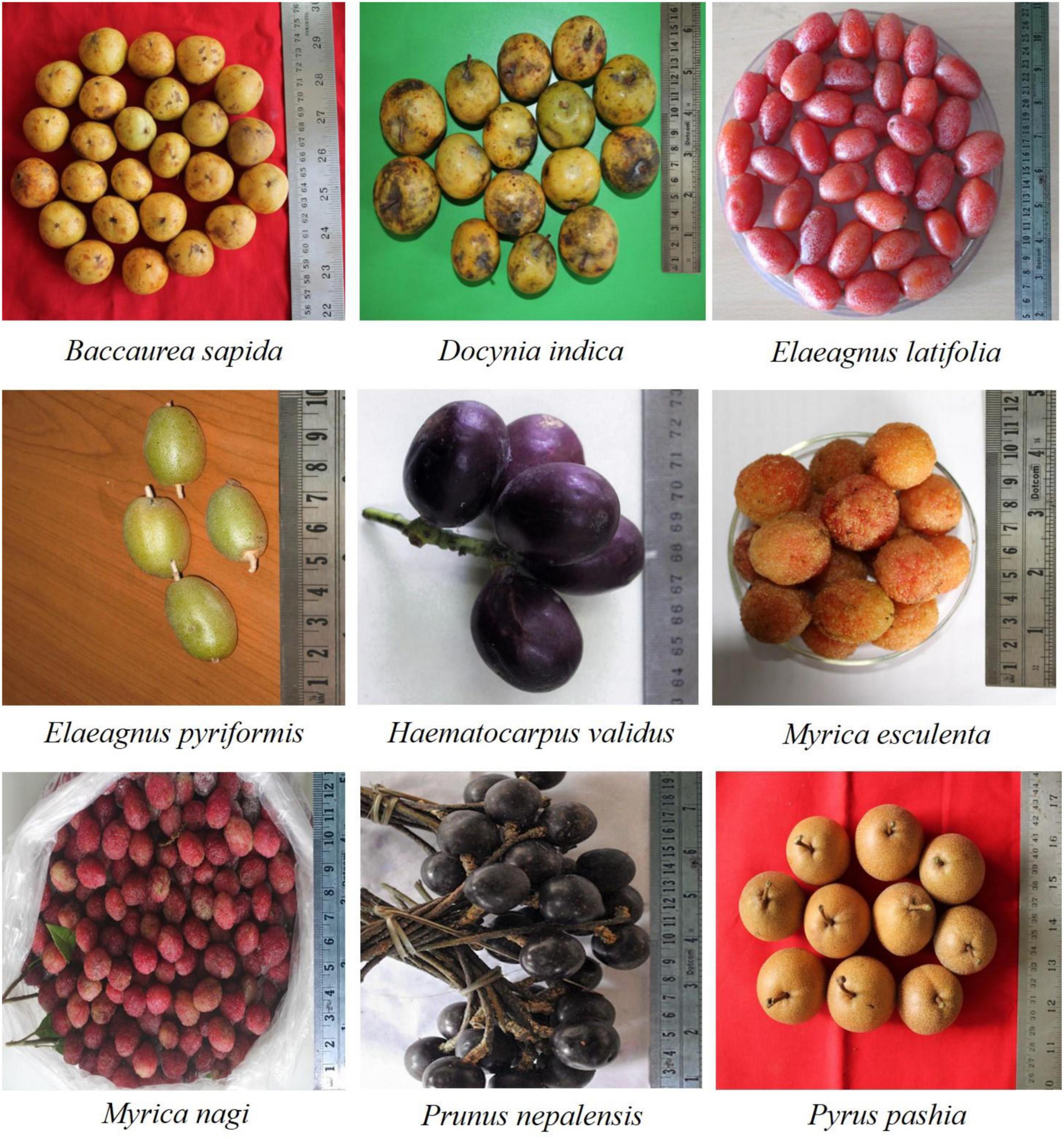 Frontiers  Biochemical and antioxidant activity of wild edible