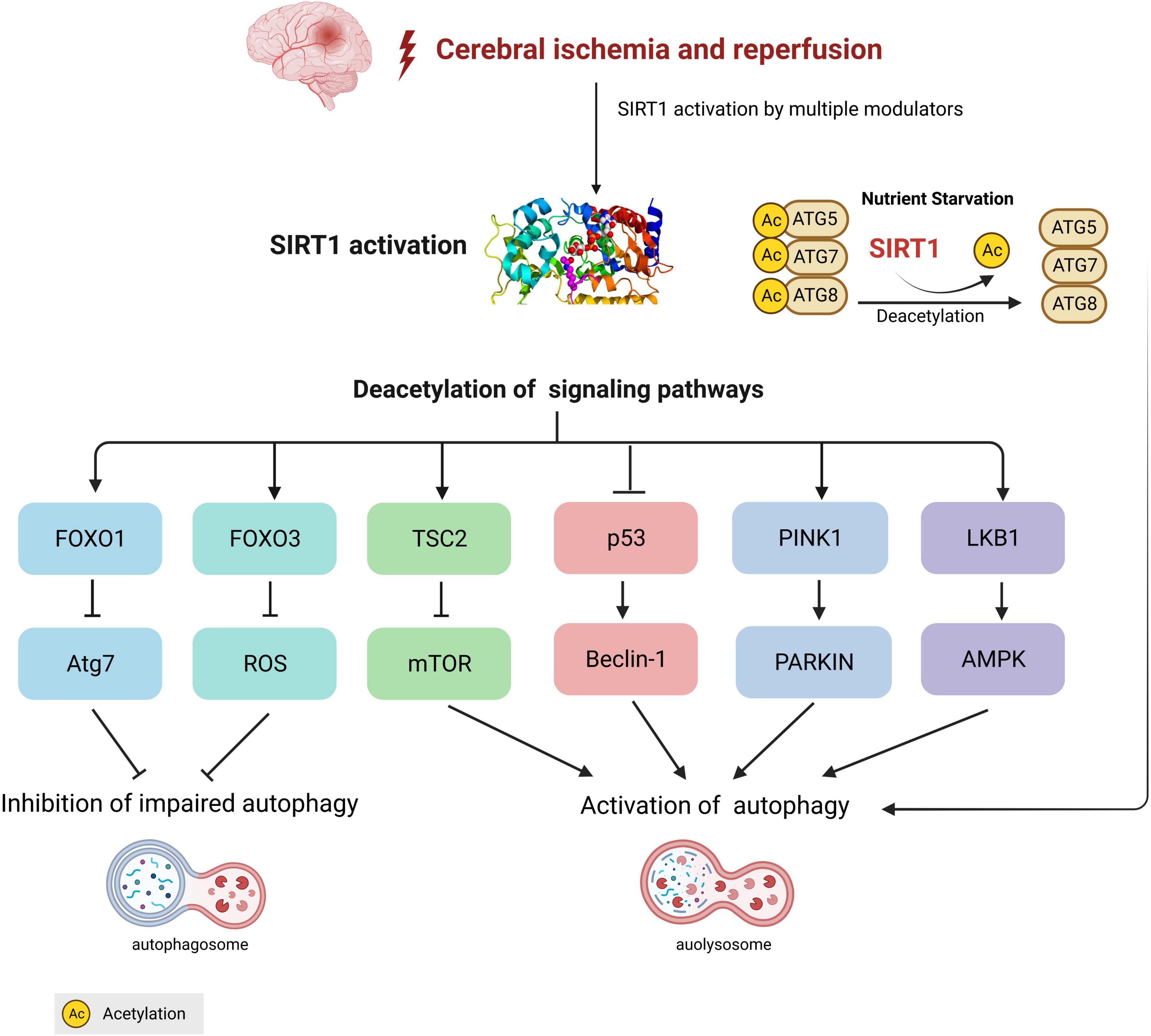 Distinct Roles of Autophagy in the Heart During Ischemia and Reperfusion